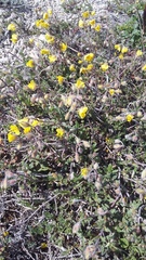 Helianthemum oelandicum orientale