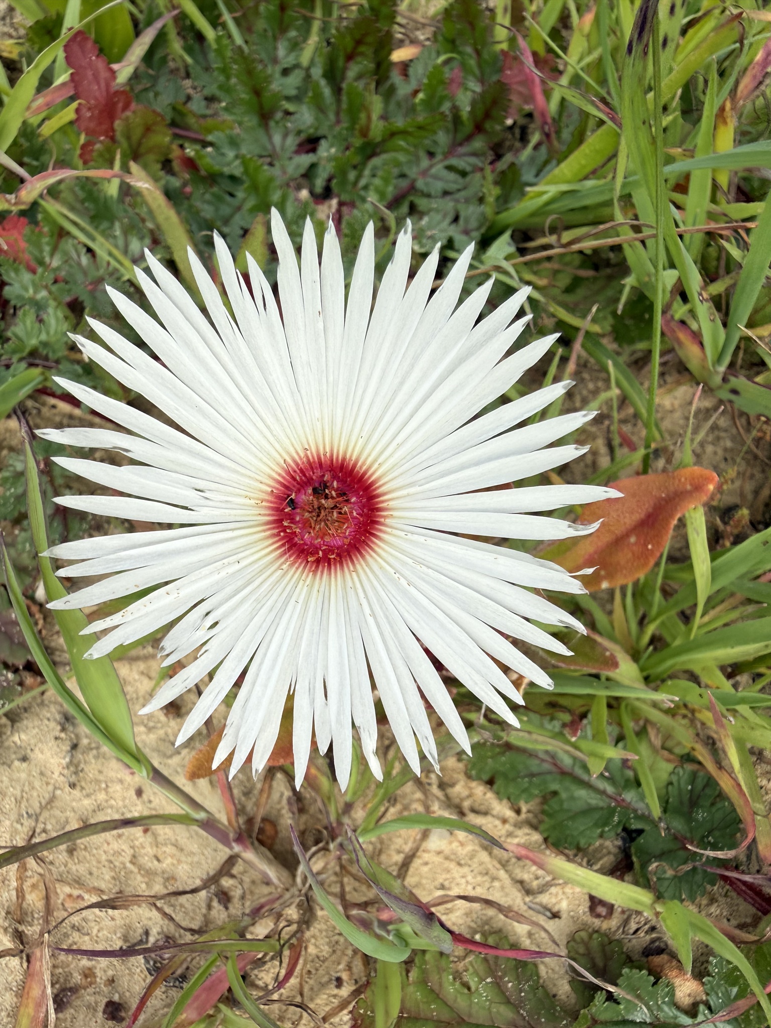 Imagem de margarida-do-cabo