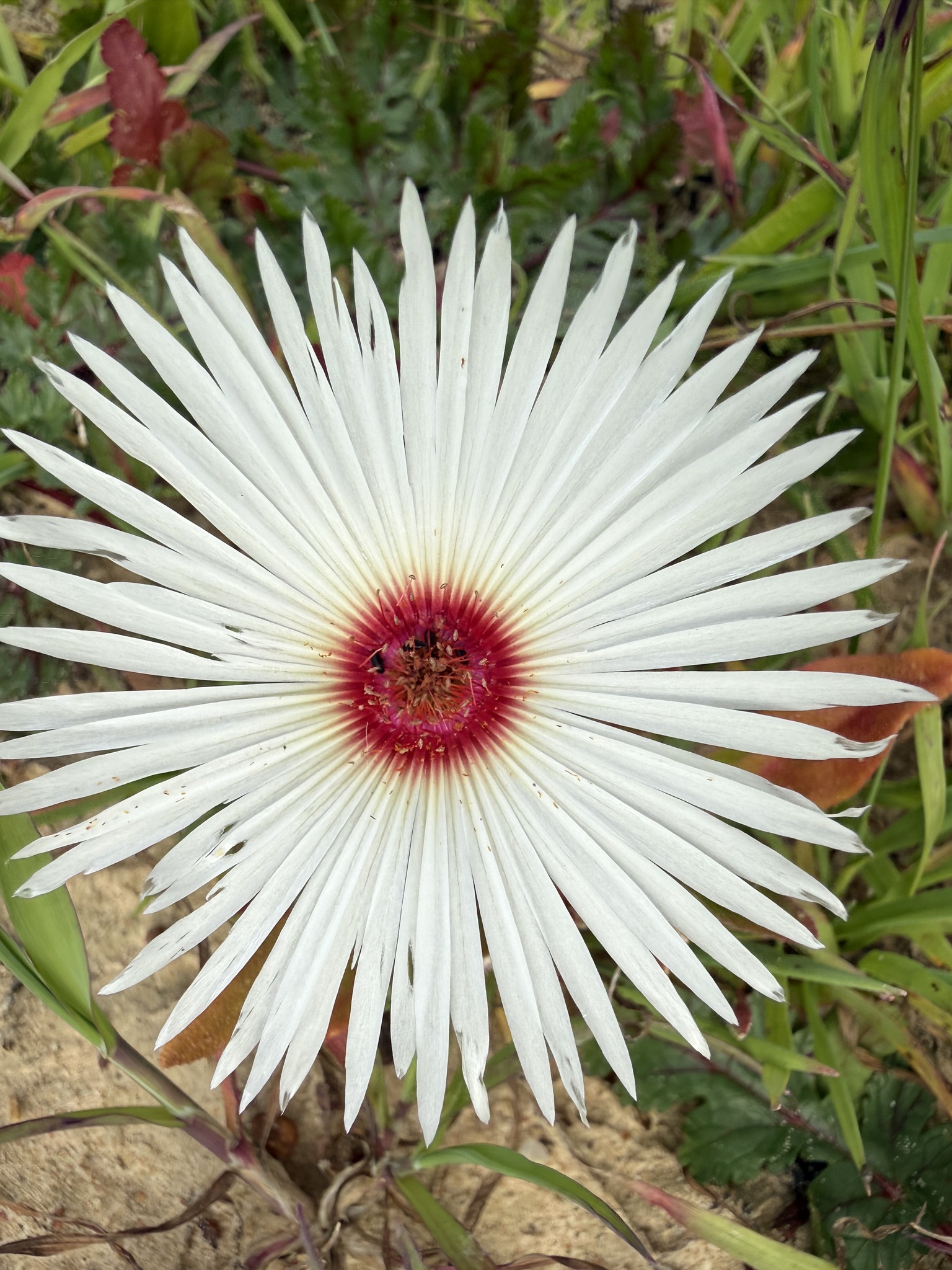Imagem de margarida-do-cabo