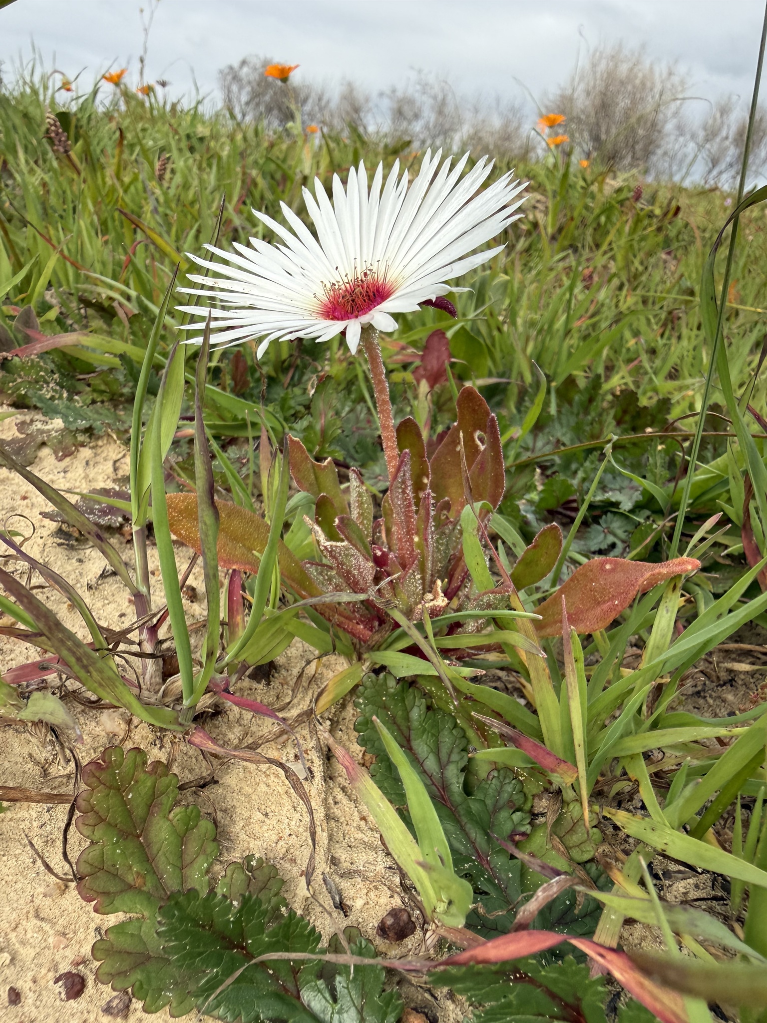 Imagem de margarida-do-cabo