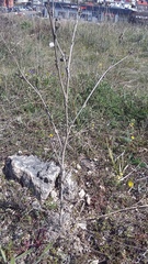 Seseli dichotomum