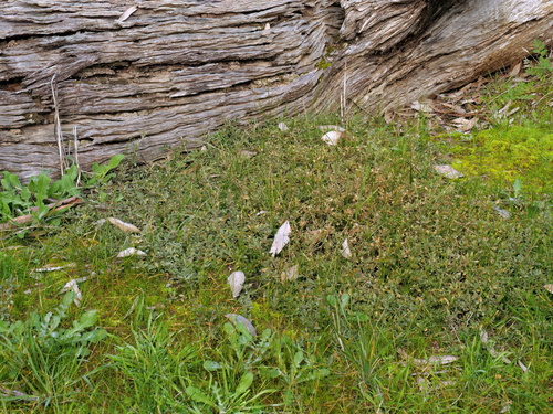 berry saltbush