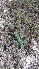 Seseli dichotomum