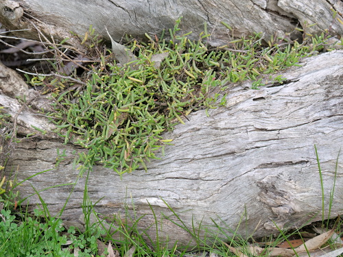 ruby saltbush