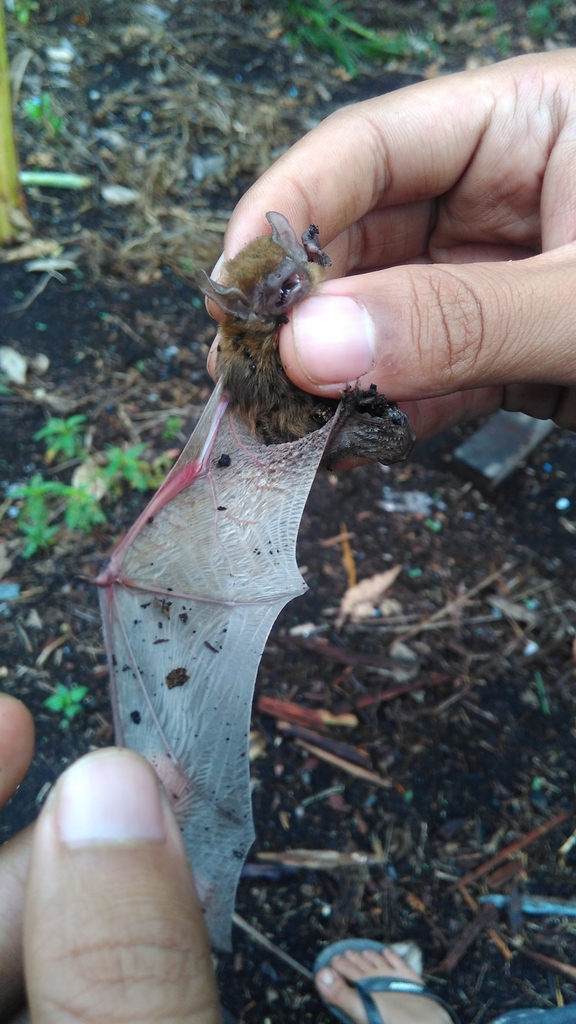 Big-eared Pipistrelle