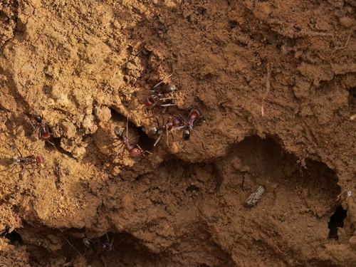 Southern Meat Ant