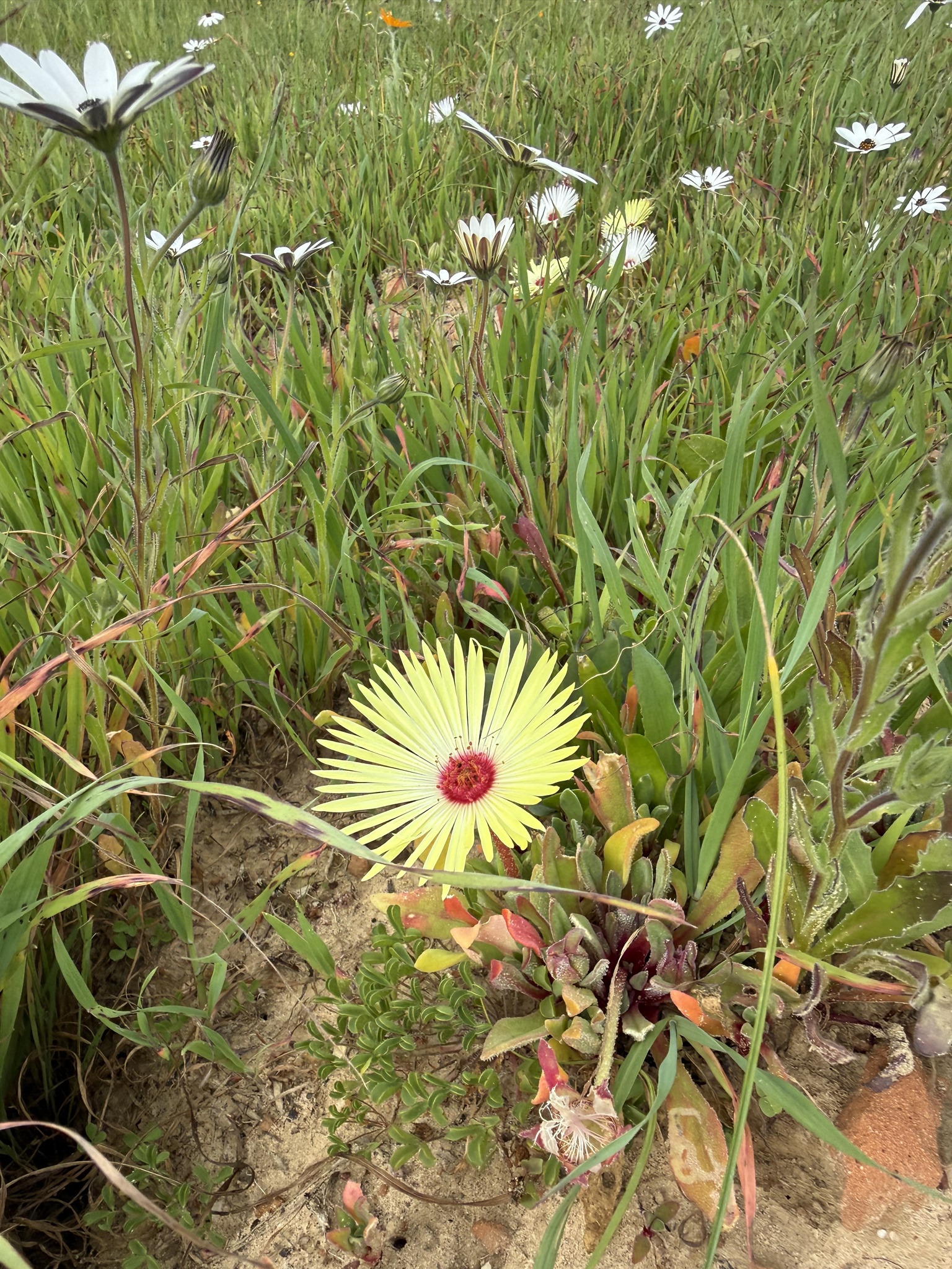 Imagem de margarida-do-cabo