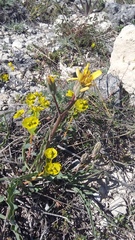 Takhtajaniantha crispa