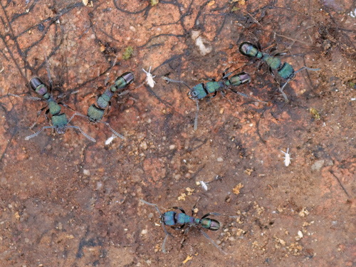 Green-head Ant
