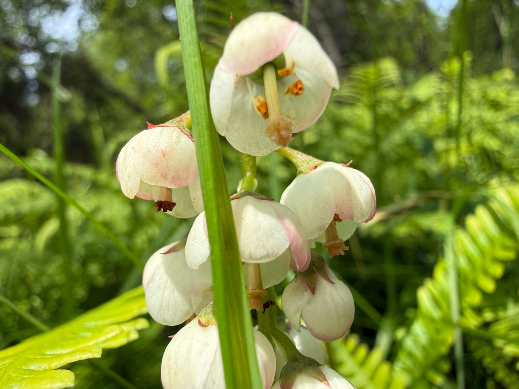 Pyrola media; photograph (c) Ingvild Riska, some rights reserved (CC BY)