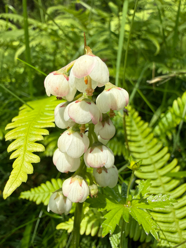 Pyrola media, photograph 1