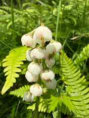 Pyrola media