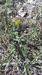 Takhtajaniantha crispa