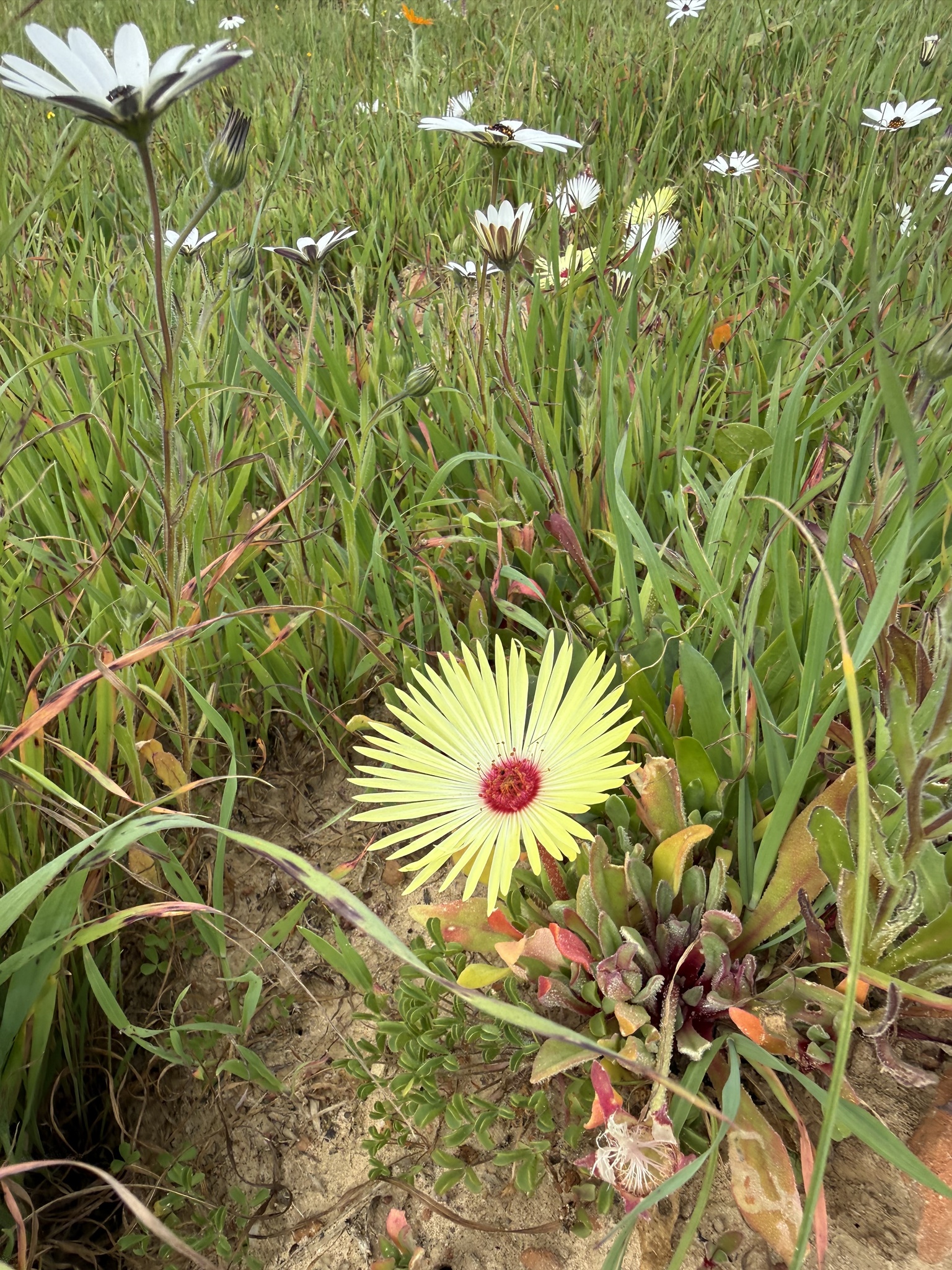 Imagem de margarida-do-cabo