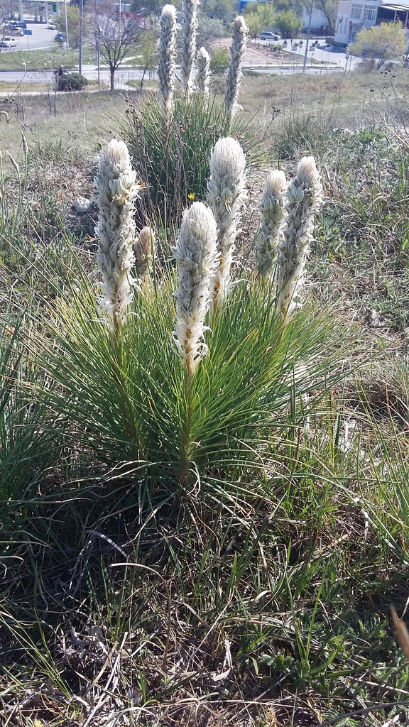 Asphodelines
