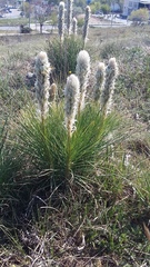 Asphodeline taurica