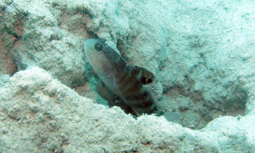 Mahidolia observed 2026-07-20