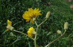 Crepis palaestina