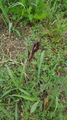 Sorghum halepense