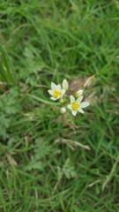 Nothoscordum bivalve