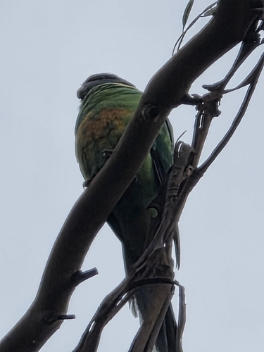 Australian Ringneck