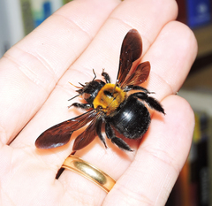 Xylocopa appendiculata circumvolans