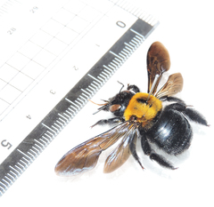 Xylocopa appendiculata circumvolans