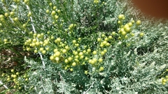 Acamptopappus sphaerocephalus