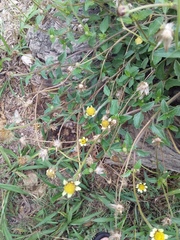 Tridax procumbens