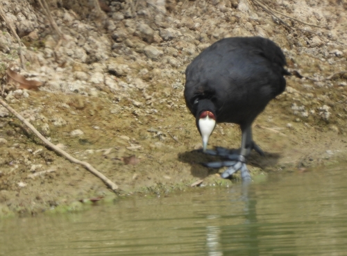 Focha moruna (Fulica cristata)