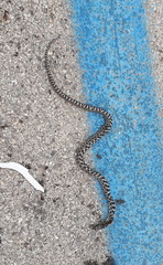 Elaphe quatuorlineata