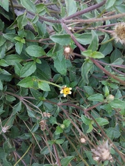 Tridax procumbens