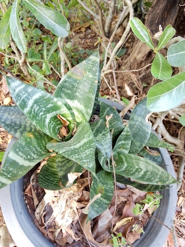 Snake Plant