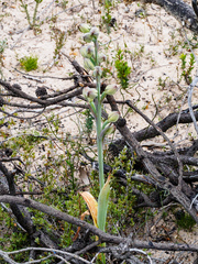 Thelymitra epipactoides