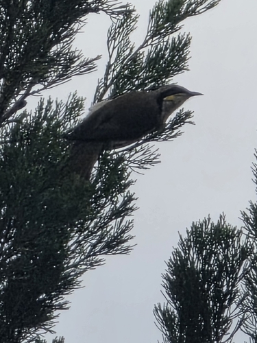 Singing Honeyeater