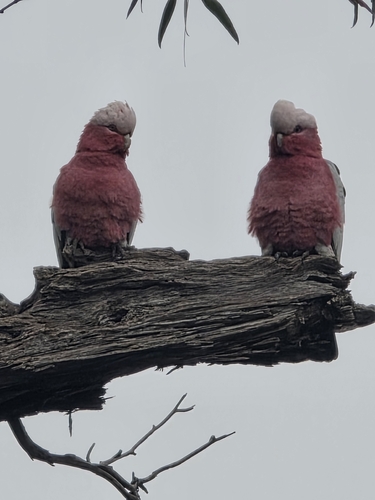 Galah