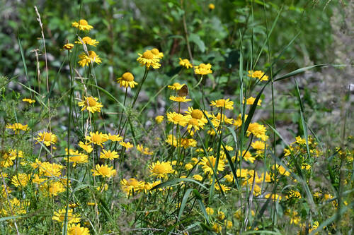 Golden marguerite
