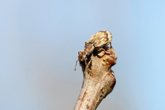 Polydrusus tereticollis