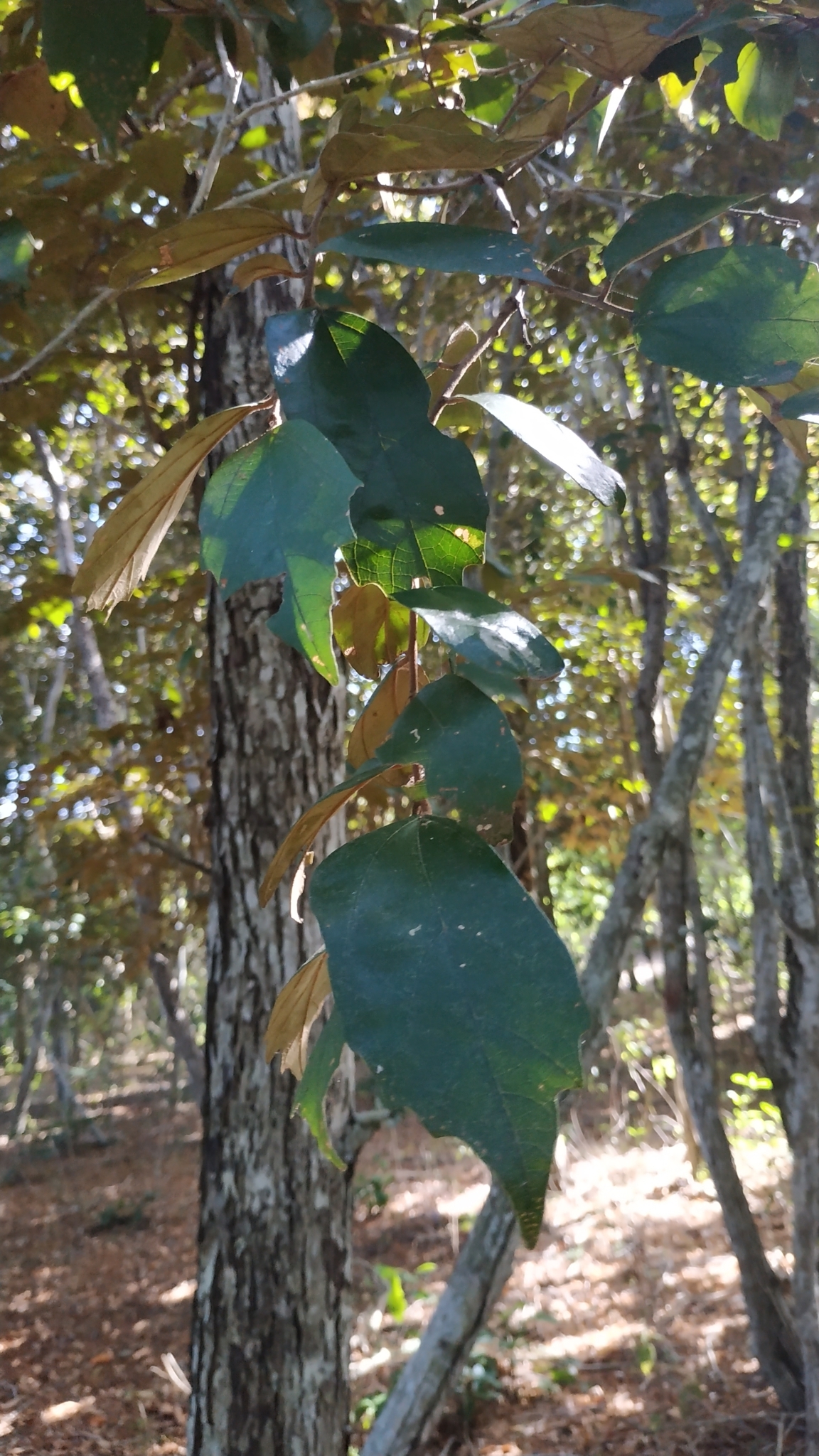 Schoutenia ovata