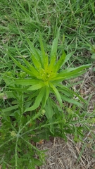 Magnoliopsida
