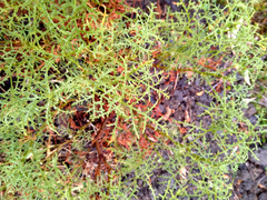 Pelargonium denticulatum