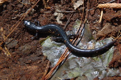 Plethodon chlorobryonis