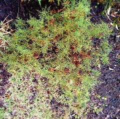 Pelargonium denticulatum