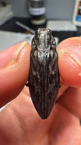 iNaturalist observation photo of Western Sculptured Pine Borer