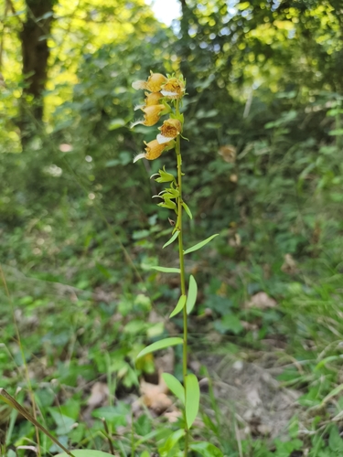 Digitalis laevigata (Digitalis laevigata)