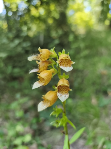 Digitalis laevigata, photograph 3