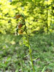 (c) Pantazi Katerina, some rights reserved (CC BY) Digitalis laevigata, photograph (c) Pantazi Katerina, some rights reserved (CC BY)