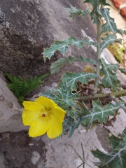 Argemone mexicana