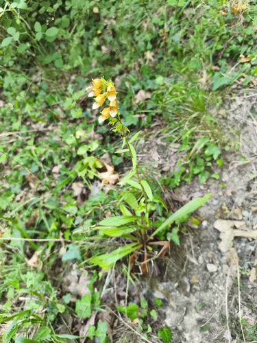 Digitalis laevigata, photograph 5