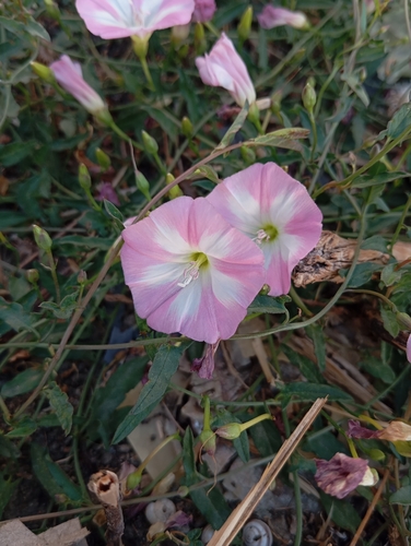 field bindweed